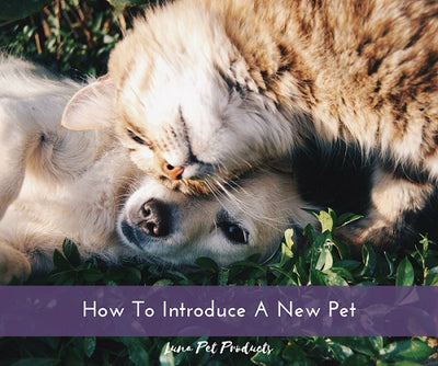How To Introduce A New Pet