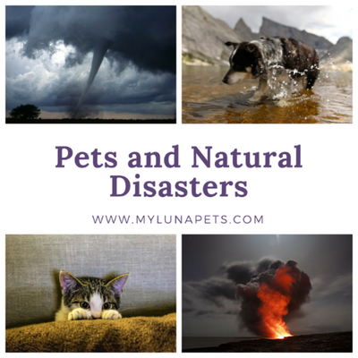 Pets and Natural Disasters